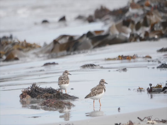 Ruddy turnstone - sequence 4K