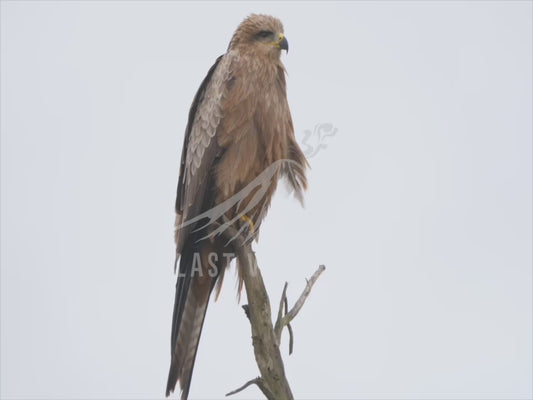 Black kite - perched in the rain 4K