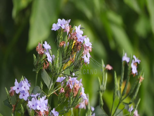 Olive-backed sunbird - female feeding on flowers 4K Australian Wildlife Stock Video