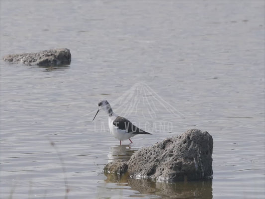 Pied Stilt - Wading through shallows sequence 4K