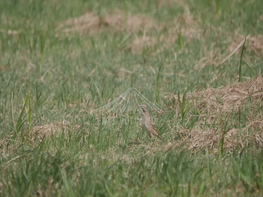 Australian pipit - bird in a paddock 4K