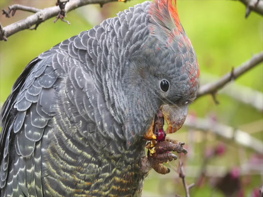 Gang-gang cockatoo - group of birds feeding slow motion sequence 4K