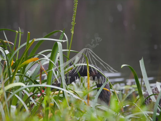 Black swan - eating in the rain in slow motion 4K