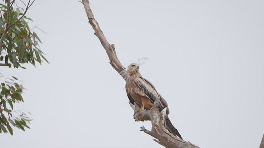 Black kite - stock video - perched in a tree 4K