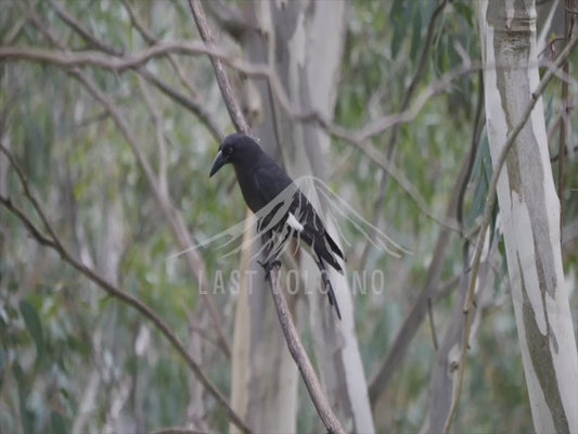 Pied currawong - perched sequence 4K