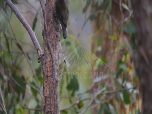 Red-browed treecreeper - sequence 4K