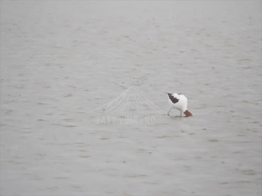 Red-necked avocet - wading stock video sequence 4K