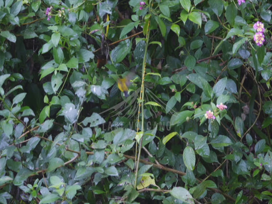 Olive-backed sunbird - male bird sequence 4K Australian Wildlife Stock Video