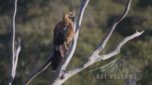 Wedge-tailed Eagle perched over a gorge - Sequence 4K