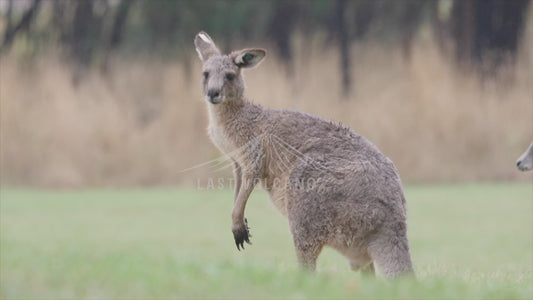 Eastern grey kangaroo - roos in the rain sequence 4K