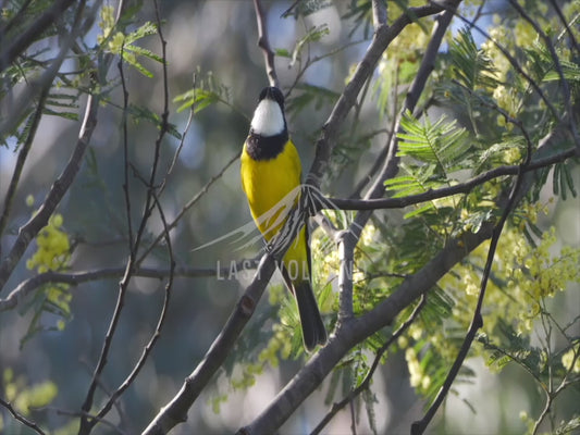 Golden whistler - male bird perched 4K