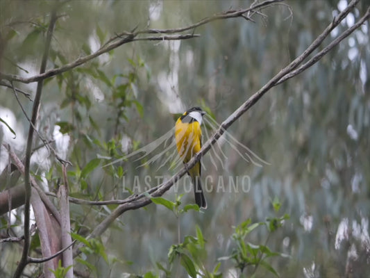 Golden whistler - male perched 4K