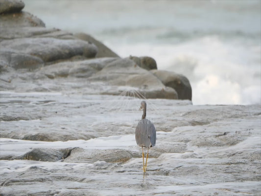 Reef heron - walking through waves sequence 4K