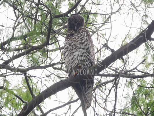 Powerful Owl - one bird perched in a wattle sequence 4K