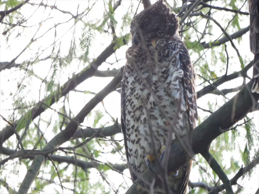 Powerful owl_head bobbing sequence 4K