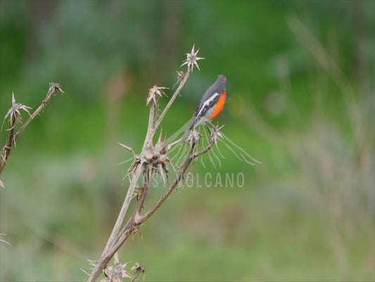 Flame Robin - close up sequence 4K