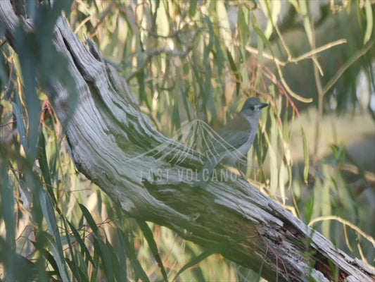 Grey shrikethrush - Perched - 4K