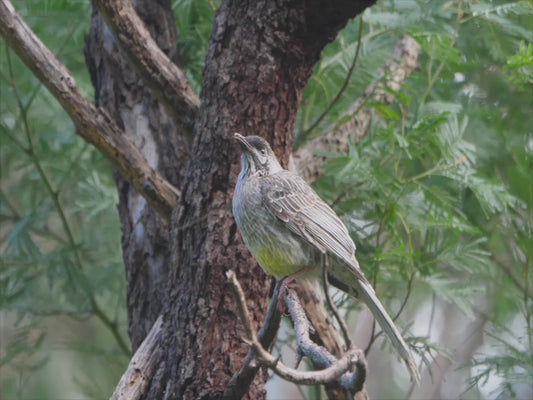 Red wattlebird - bird perched 4K