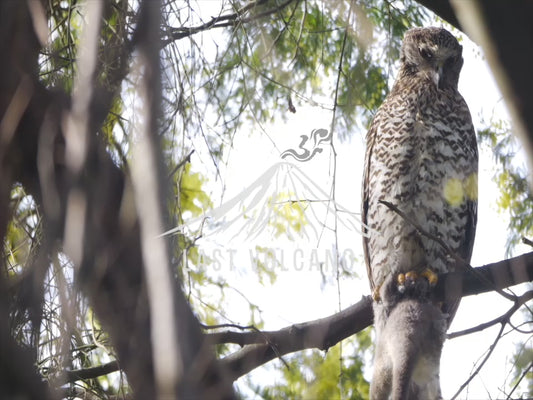 Powerful Owl - with possum in talons 4K