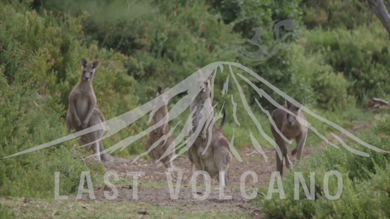 The eastern grey kangaroo is a marsupial found in the eastern third of Australia, with a population of several million. It is also known as the great grey kangaroo and the forester kangaroo. 