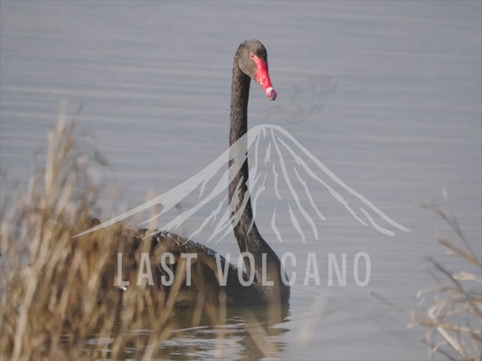 Black swans - family and cygnets swimming 4K