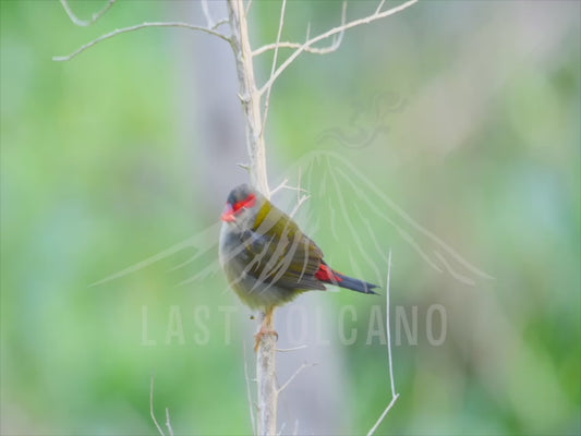 Red-browed finch - close up perched 4K