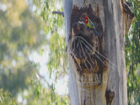 Eastern rosella - on the outside of tree hollow 4K