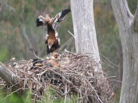 Wedge-tailed eagle - two chicks in a nest close to fledging 4K