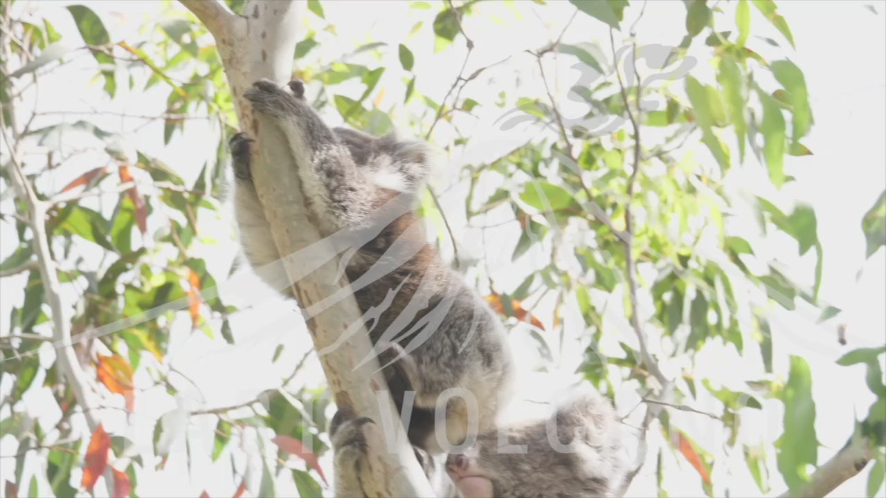 The koala is an arboreal herbivorous marsupial native to Australia.  All stock video purchases from Last Volcano are covered under a non-exclusive license. Video can be used commercially or elsewhere in perpetuity.