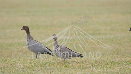 Australian wood duck - two adults with chicks 4K