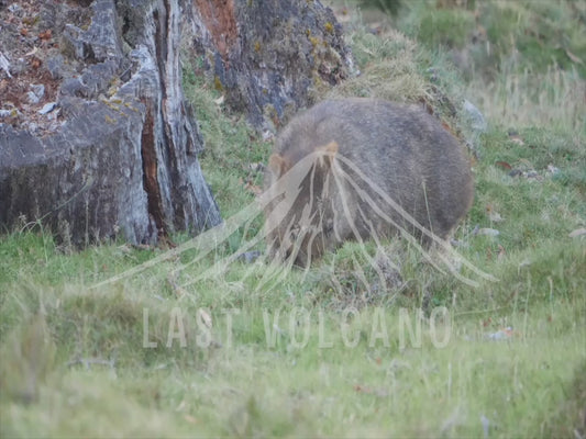 Common wombat - adult eating 4K