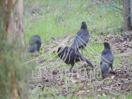 White-winged chough - group of birds feeding on the ground 4K