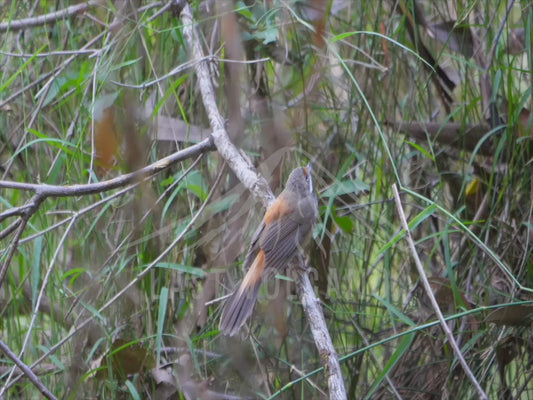 Rufous fantail - sequence 4K