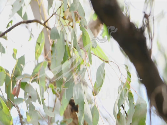 Spotted pardalote - bird posing on a branch among leaves 4K