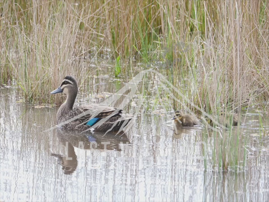 Pacific black duck - family of ducklings swimming 4K