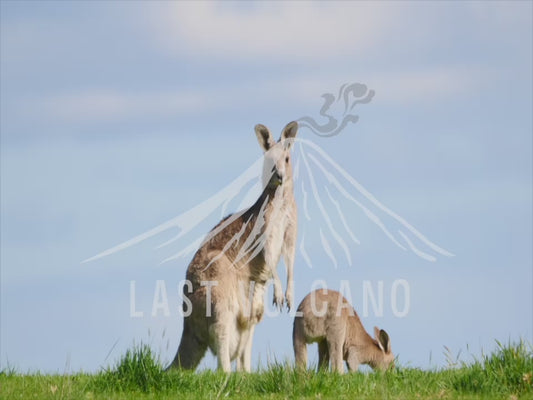 Eastern grey kangaroo - mob sequence 4K