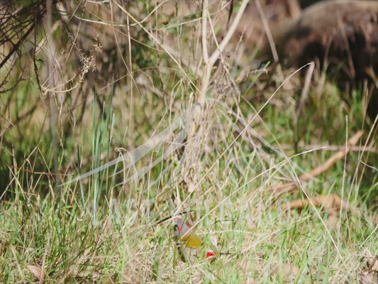 Red-browed finch - flitting through the undergrowth 4K