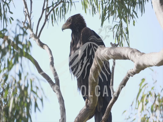 Wedge-tailed eagle - adult perched 4K