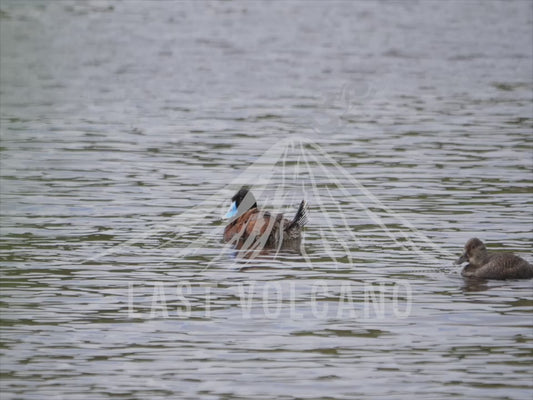 Blue-billed duck - male and female 4K