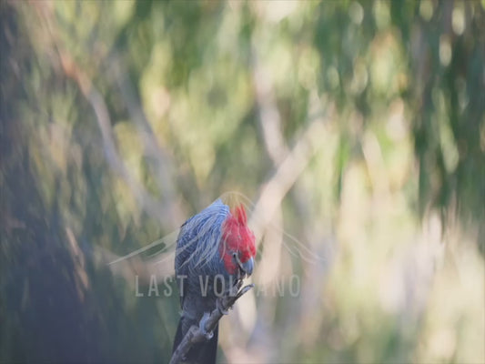 Gang-gang cockatoo - male and female 4K