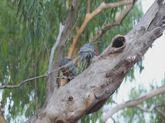 Gang-gang cockatoo - extended highlights 4K