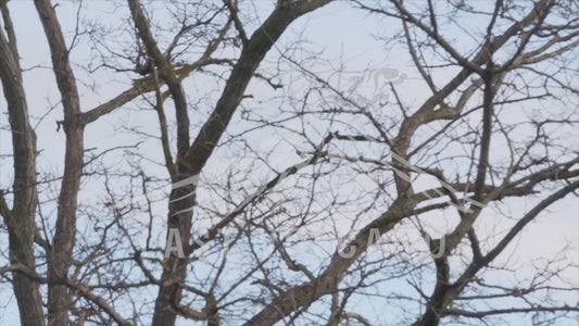 Whistling kite - bird in flight sequence 4K