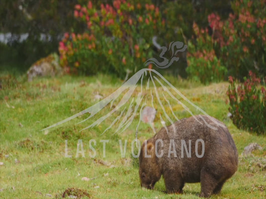 Common wombat - wombat chasing a wallaby 4K