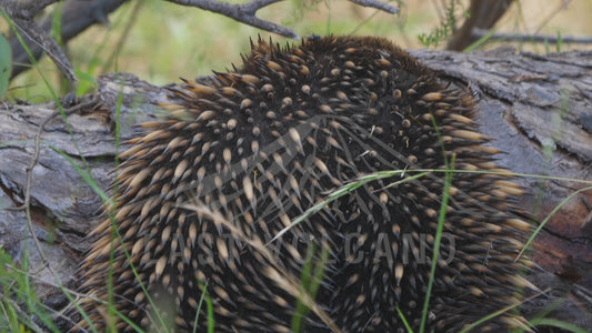 Short-beaked echidna - close up of spines 4K