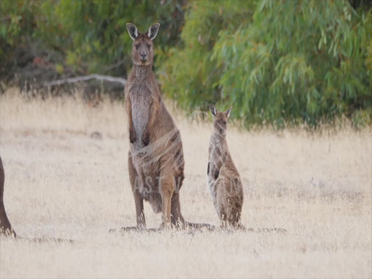 Kangaroo Island Kangaroo - sequence 4K