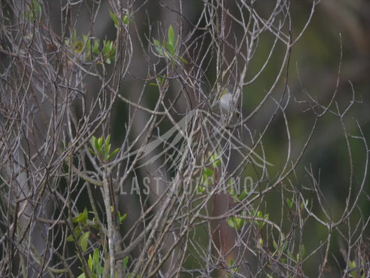 Silvereye - flitting about dead branches 4K