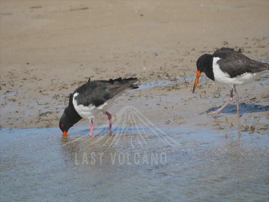 Pied oystercatcher - two birds in the shallows of a beach 4K