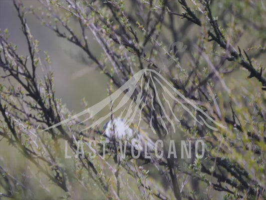 White-naped honeyeater - hoping through a shrub 4K