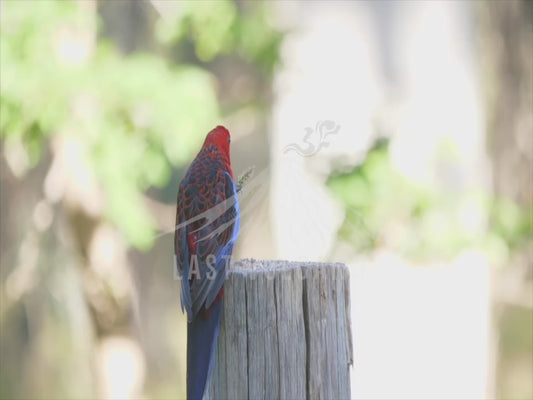 Crimson rosella - perched on a fence post 4K