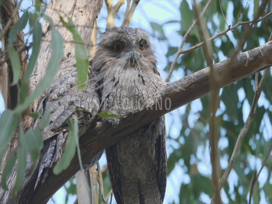 Tawny frogmouth - two birds perched 4K